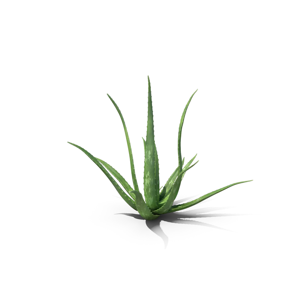Contact 1 Aloe Bush.H03.2k