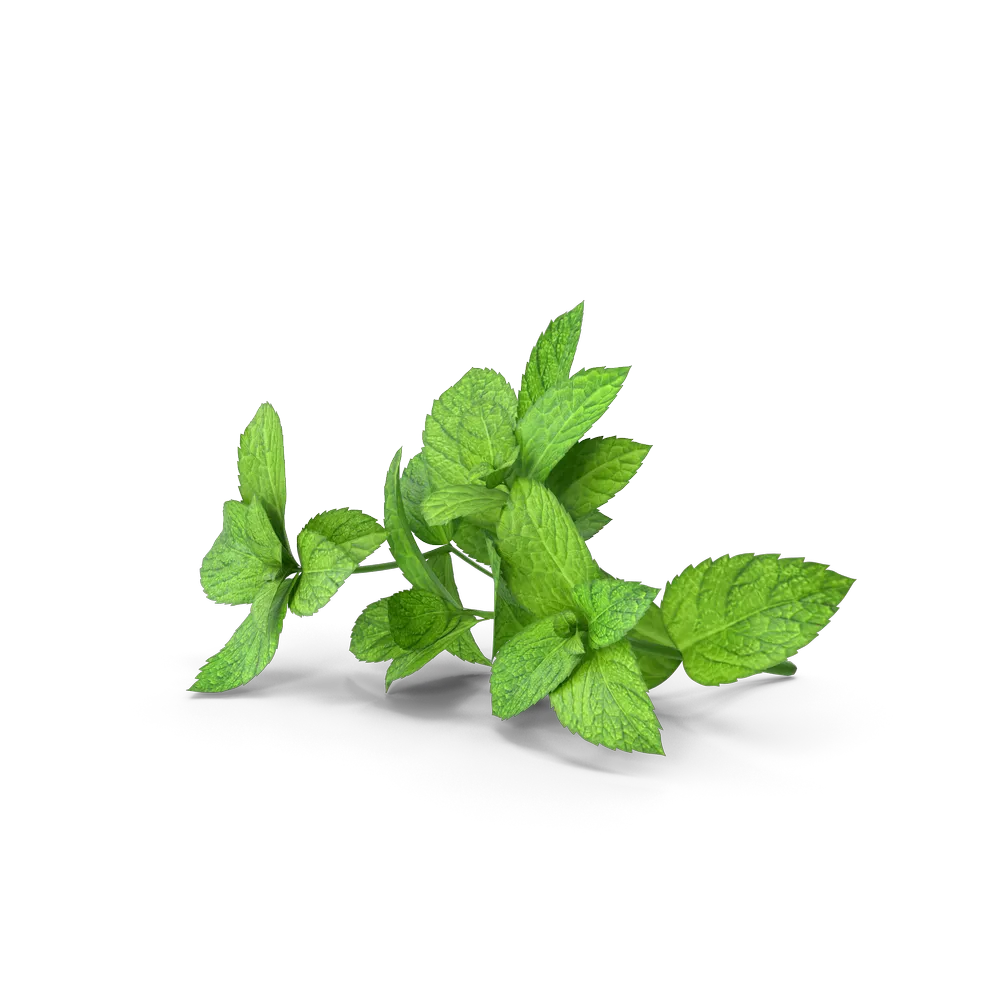 Services 1 Mint Sprigs.H03.2k