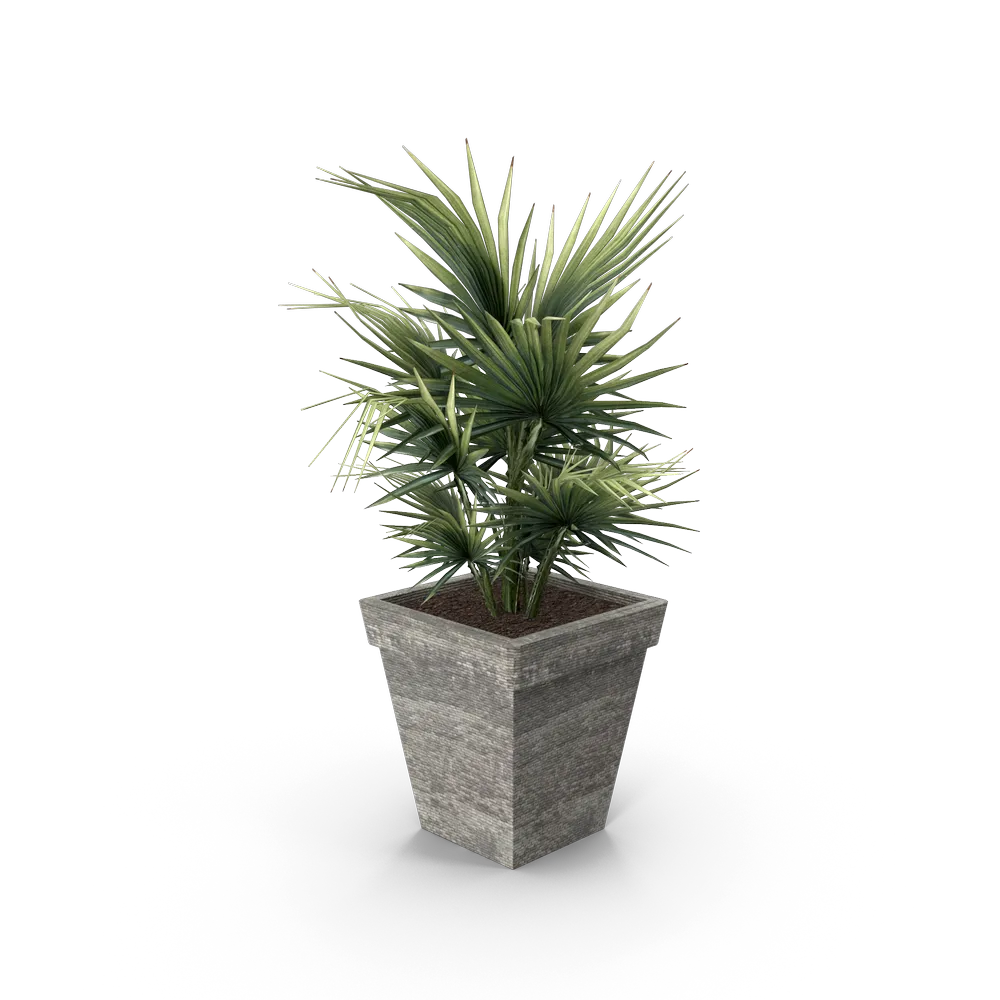 Plants Sabal Minor.H03.2k